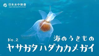 ドレスを着たクリオネ✨ ヤサガタハダカカメガイの生態〜海のうきもの〜 [upl. by Figone639]