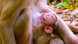 Tender Moments with Mum Joli and Baby Jenifer monkeynay babymonkey monkey short [upl. by Kantos]