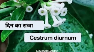 दिन‌ का राजा दिन में खुश्बू देने वाला जैसमिन cestrumdiurnum plant caretipsDay blooming jasmineyt [upl. by Aicekat672]