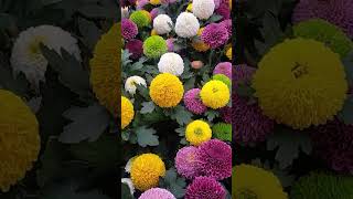 Pompon flowersbeautifulflowergardenamazing [upl. by Yorick]