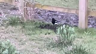 Magpie Destroying Molehill In Wakefield West Yorkshire birds avian nature [upl. by Enirod]