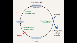 Vitamin K Cycle Steps and Enzymes  Vitamin K quinone Hydroquinone Epoxide [upl. by Ssur]