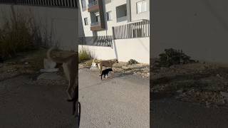 Köpek ailesiyle gezintiye çıkmış 😱 dog doberman [upl. by Abbe]