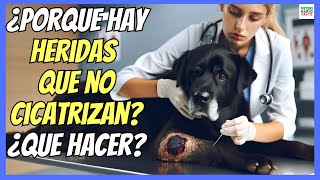 🔴 ¿PORQUE HAY HERIDAS EN PERROS QUE NO CICATRIZAN ¿QUÉ HACER 🔴 [upl. by Hcirteid543]