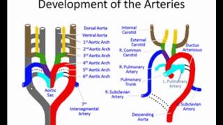 Cardiovascular Embryology II [upl. by Anthe]