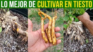 Lo Mejor de Cultivar en Tiestos y Extraer la Raíz [upl. by Tj693]