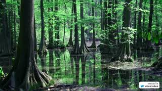 Frightning Encounter in Avoyelles Parish Louisiana [upl. by Iman]