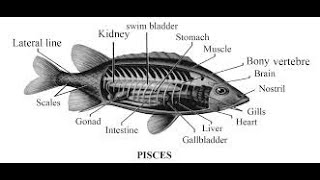 Super Class PISCES l Biology l Class 11 l By Pradeep Sharma l [upl. by Pomfrey]