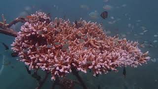 Fourth Diving at PEARL HOUE in Menjangan of Bali on June 23 2024 [upl. by Arela]