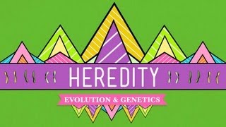 Heredity Crash Course Biology 9 [upl. by Zasuwa561]