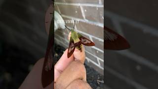 Hummingbird Clearwing Moth Handling [upl. by Onirotciv]