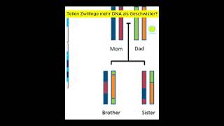 Teilen Zwillinge mehr DNA als Geschwister  Denke Passend [upl. by Areem]