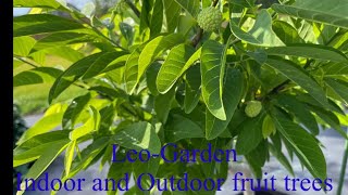 How to Pollination Sugar Apple grow in a pot and when Thụ phấn cho mãng cầu dai trồng trong chậu [upl. by Ardnaiek135]