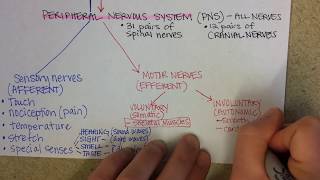 Nervous System Overview [upl. by Ahsimik]