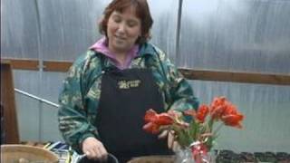 How to Grow Healthy amp Beautiful Tulips  Planting Tulip Bulbs in Containers [upl. by Nitsyrk]