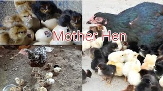 Mother hen call baby chicks to eat  chicken sound Mother Hen Teaches 1 hour old chicken how to eat [upl. by Simonsen]