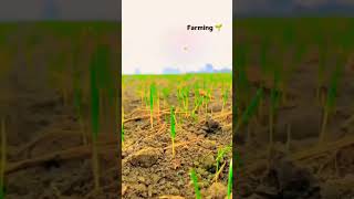 Wheat Growing Process Explained shorts Farming agriculture [upl. by Evot237]