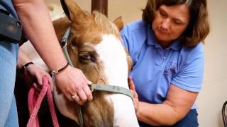 Helping Manage LeptospiraAssociated Equine Recurrent Uveitis [upl. by Clarissa]