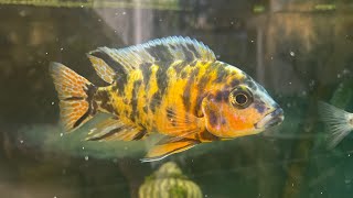 Unlock the Secrets of African Cichlid Breeding [upl. by Aset319]