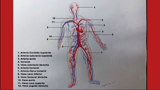 Comment dessiner le SYSTEME CIRCULATOIRE ET SES PARTIES na descrição partes em francês [upl. by Merrie]