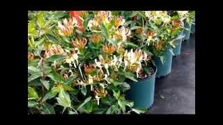 Best Flowering Vines Lonicera Sweet Tea Honeysuckle [upl. by Nnylaehs311]