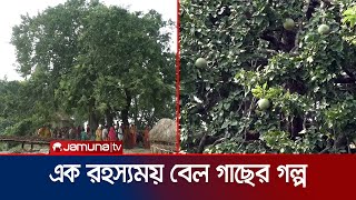 যে বেল গাছ এক রাতে দিঘির মাঝ খান থেকে অবস্থান নেয় পাড়ে  Bell Tree  Siranjganj  Jamuna TV [upl. by Anirtruc74]