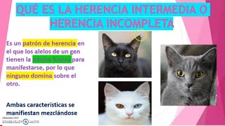 QUÉ ES LA HERENCIA INTERMEDIA [upl. by Assilav]