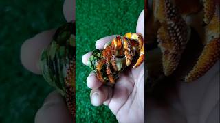 Cek rutin Kelomang 06 C perlatus orange kehitaman ✨ kelomang hermitcrab umangumang coenobita [upl. by Aikram106]