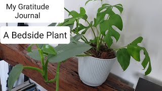 A Bedside Plant  My Gratitude Journal  Do You Like Plants Have a Wonderful Day [upl. by Ynnor]