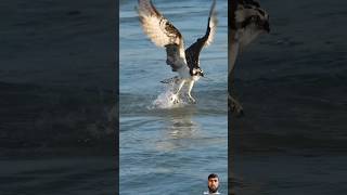 Ospreys prey unbelievably fast and catch fish from the deep of water eagle osprey birds shorts [upl. by Leo]