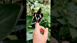 Der Schmetterling Hypolimnas monteironis  Blacktipped Diadem [upl. by Akeit]