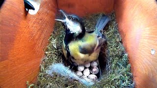 BIRDS NEST ATTACKED BY A PREDATOR [upl. by Etyam]