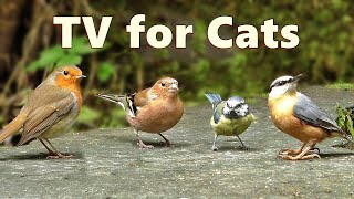 Cat TV Birds  Captivating Birds for Cats to Watch [upl. by Lewin]