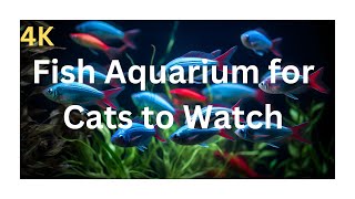 Fish Aquarium On Screen for Cats to Watch 4k  Cat Videos for Cats to Watch Real Fish cutecatkity [upl. by Anerroc380]