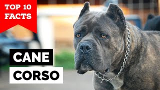 Cane Corso  Top 10 Facts [upl. by Had535]