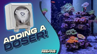 Aquarium Automation Unleashed Upgrading with a Doser [upl. by Ronnholm418]