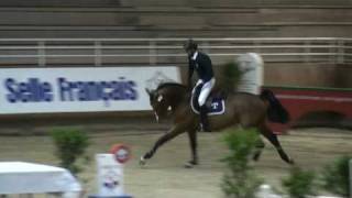 ♂ Serko de la Brosse jumping stallion SF by Parco [upl. by Reamonn]