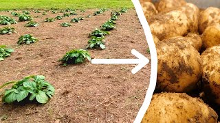 How To Grow Potatoes  The Complete Guide [upl. by Ellehcen248]