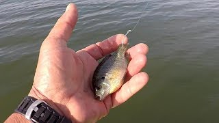 Fishing With Bluegill As Bait [upl. by Docilla682]