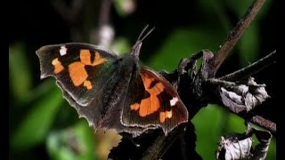 The Nettletree Butterfly Libythea celtis [upl. by Adnilak]