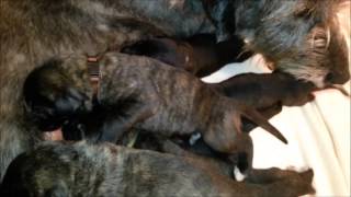 Irish Wolfhound  1 week old Puppy´s [upl. by Yelnats]