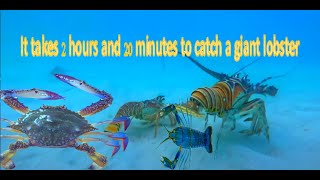 It takes 2 hours and 20 minutes to catch a giant lobster [upl. by Anirda]