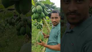 সেরা জাতের পেঁপে fruit agro fruitgarden hoqueagro farming gardening garden [upl. by Assillim721]