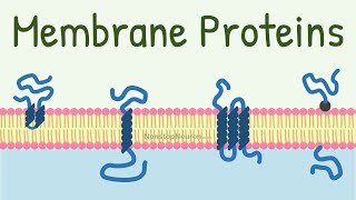 Membrane Proteins  DONT MISS the FUNCTIONS at 418 [upl. by Assille]