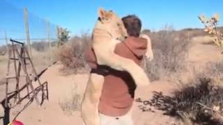 Beautiful Video Shows A Lioness Being Reunited With The Man Who Reared Her [upl. by Jaffe]