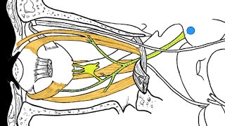 Cranial nerves III IV and VI [upl. by Anal401]