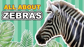 Zebras  Learn All About Zebras  Educational Videos for Kids [upl. by Leirbma]