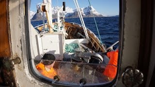 Breisund  Auf Dorschfang vor den Lofoten [upl. by Amolap]