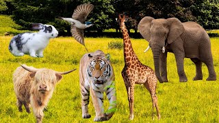 Wild in Peaceful  Tiger Chicken Rabbit Giraffe Elephant Zebra Bull  Animal School [upl. by Hickey]