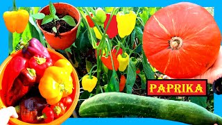 Paprika anbauen wie ein Profi 🌱🌶 Paprika vorziehen Paprika pflegen und Paprika pflanzen 🌸 Biogarten [upl. by Stephania444]